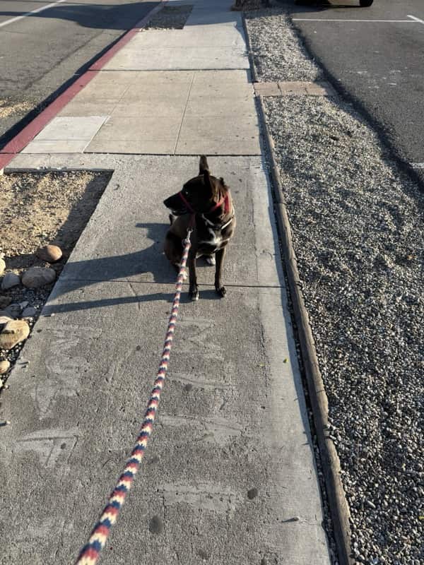 A picture of a black dog named Bowie sitting, taken on May 10 2025 at 6:58 am